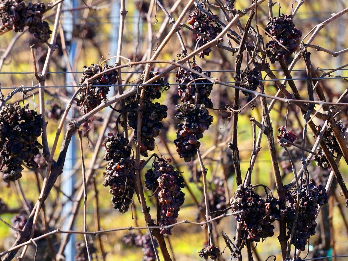 late harvest wine grapes